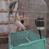 عروس هلندی
