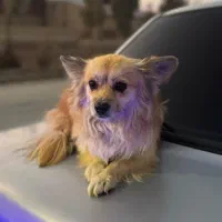 فروش سگ نژاد پامر اشپیتز|سگ|اردکان, |دیوار