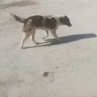 سگ نرجونوری مجانی|سگ|لاران, |دیوار