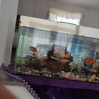 فروش آکواریوم