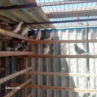 کبوتر پرشی همگی عالی جواب داده یکجای دونه ای ۳۰۰|پرنده|فردیس, شهرک ۱۱۰|دیوار