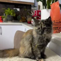 گربه پرشین ماده چهار ماهه