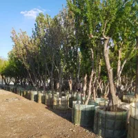 گرفتن پایان کار شهرداری|خدمات باغبانی و درختکاری|تهران, آهنگ|دیوار