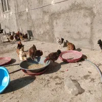 مرغ و خروس بالای 4ماه|حیوانات مزرعه|قنوات, |دیوار