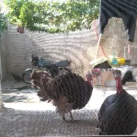 بوقلمون|حیوانات مزرعه|ورامین, ورامین|دیوار