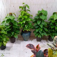 پتوس برگ‌پهن