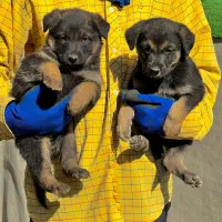 سگ ژرمن شپردنروماده دوماه اصیل باهم یکجای فی ۱۸م ت