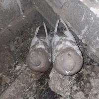 کبوتر سینه ای