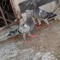 کبوتر جوجه پلاکی
