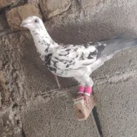 گلی پلاکی|پرنده|شیراز, شهدای شهرک سعدی|دیوار