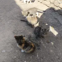 بچه گربه خانگی|گربه|تربتحیدریه, بالا ولایت|دیوار