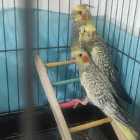 جوجه عروس هلندی