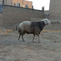 شاه قوچ سوز چال