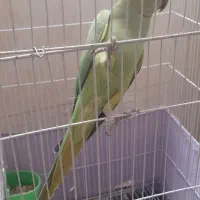 طوطی ملنگو