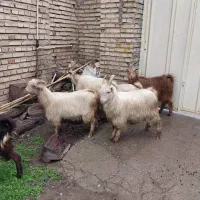 6عدد بزغاله چاق کشتاری