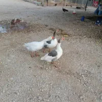 فروش سه عدد غاز