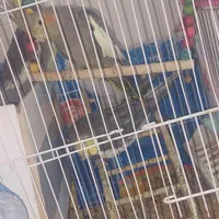 عروس هلندی|پرنده|فلاورجان, |دیوار