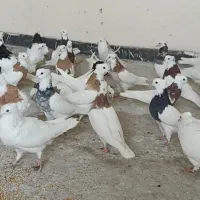 کبوتر طوقی کرمانشاهی پالخت هفت رنگ سیاه پرتقالی|پرنده|اصفهان, شهرستان|دیوار