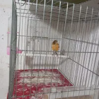 قناری جفت|پرنده|رشت, کوی مهر|دیوار