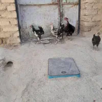 جوجه خروس گلین