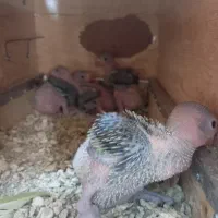 جوجه سرلاکی ملنگو و برزیلی پاربلو رنگ خاص