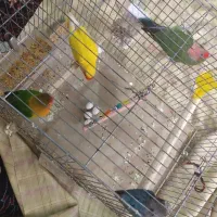 برزیلی مولد|پرنده|ملارد, |دیوار