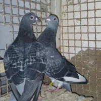 آردون|پرنده|شادگان, |دیوار