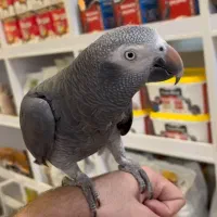 کاسکو سخنگو