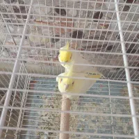 یک جفت طوطی عروس البینو