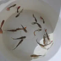 ماهی گوپی مولد.غذارایگان.لوازم وتجهیزات آکواریوم