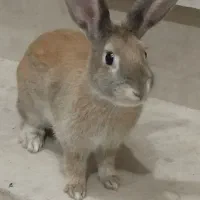 فروش فوری / تخفیف دارد