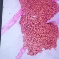 گندم کوهدشت