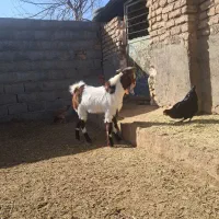 بزغاله نر|حیوانات مزرعه|تربت جام, معدآباد|دیوار