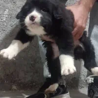 توله سگ قدرجونی|سگ|رفسنجان, |دیوار