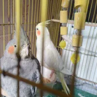 عروس پاریس نر و ماده