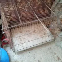 قفس پرنده