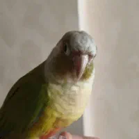 جفت پرنده گرینچیک|پرنده|مشهد, دانشجو|دیوار