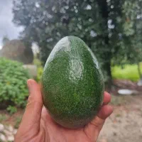 آووکادو ۲۰۰ گرمی