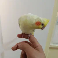 دو عدد عروس هلندی دستی