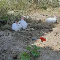 خرگوش سفید چشم قرمز|موش و خرگوش|بهشهر, |دیوار