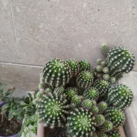 گل کاکتوس|گل و گیاه طبیعی|کرج, شهرک ولیعصر|دیوار