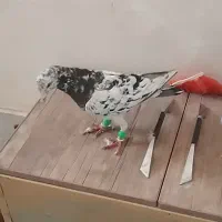 چهار تا پرشی