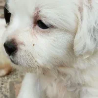 پت مالتیز با۳تا عروسک|سگ|رشت, نیروی دریایی|دیوار