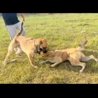 سگ چاو چاو و سرابی|سگ|سرخنکلاته, |دیوار