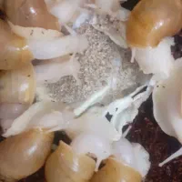 حلزون آچاتینا آلبینو طبی درجه یک جهت جوان سازی