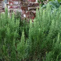 رز ماری تازه با هزاران خاصیت