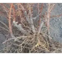 فروش نهال زرشک