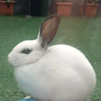 خرگوش ، پت ، حیوان خانگی