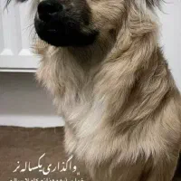 سگ قبول میکنم