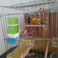 طوطی خورشیدی مولد کار داده (دستی)